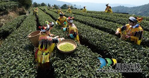 陳大剛：茶葉尖上的馬嘶