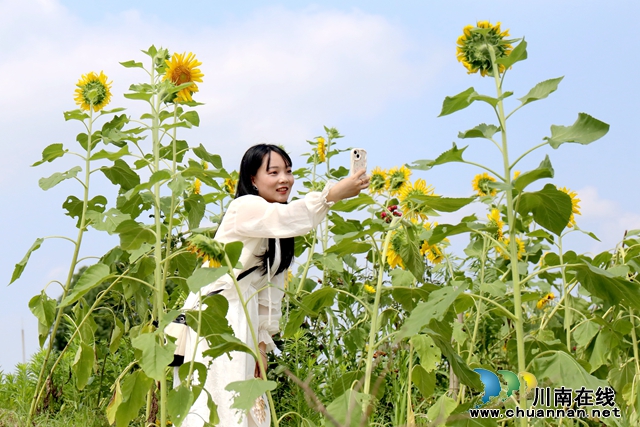 往來游客在向日葵花海打卡拍照，留下美好的夏日回憶  謝汶萍攝(2).JPG