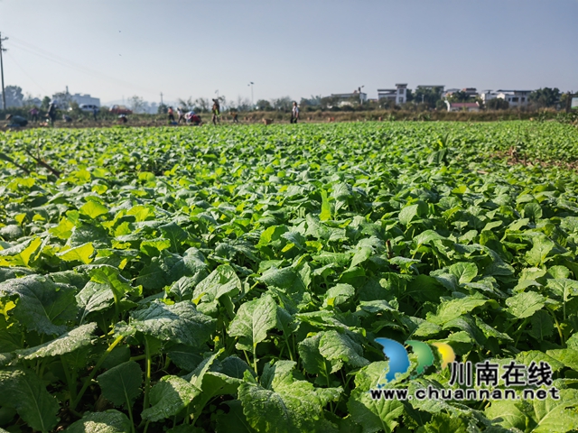 長勢良好的油菜（曾佐然攝）.jpg