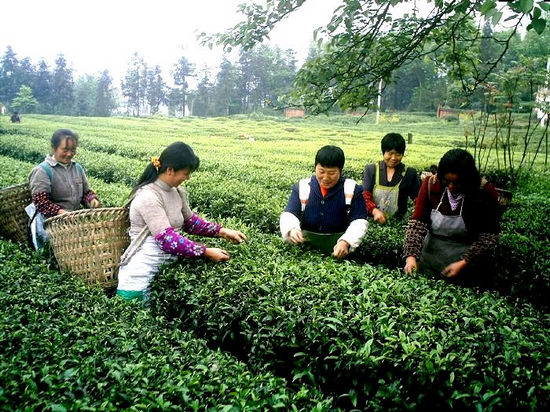 敘永：門前就業(yè)采春茶