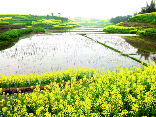 通灘鎮(zhèn)：萬畝油菜花開兆豐年(圖1)