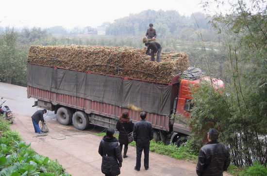 棉花坡鎮(zhèn)：打造千畝翠竹示范點(diǎn)(圖2)