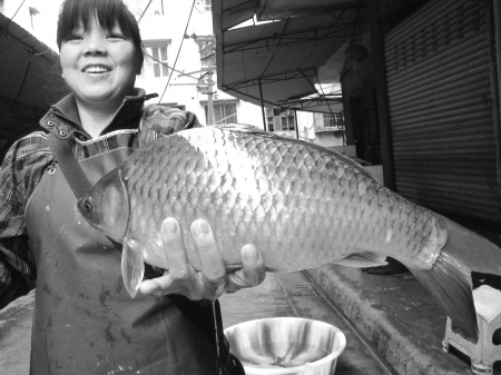 兩斤多重鯽魚見過沒？