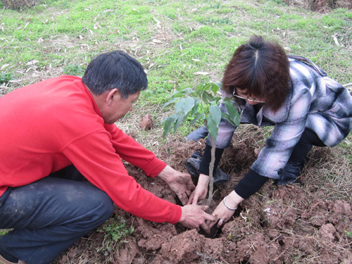 榕山鎮(zhèn)：村民喜獲荔枝苗 辛勤種下“希望樹”(圖2)