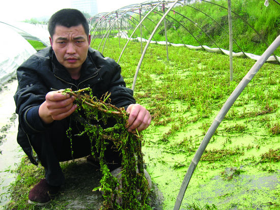 茜草街道：藤菜種凍死 都是惡劣天氣惹的禍(圖1)