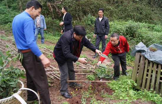 大石鄉(xiāng)：政府出資引進優(yōu)質竹種帶民富