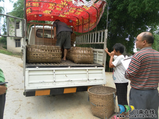 云錦鎮(zhèn)：政府幫護助致富 優(yōu)質母豬到農家(圖1)