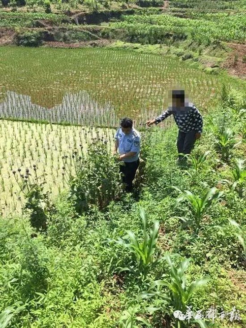 宜賓老太種罌粟治雞瘟 警察來(lái)查全部鏟除(圖1)