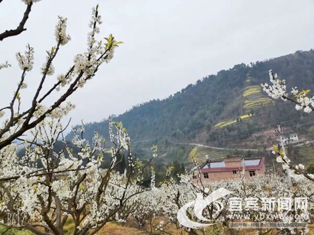 央視點贊宜賓的春花（美圖、視頻）(圖1)