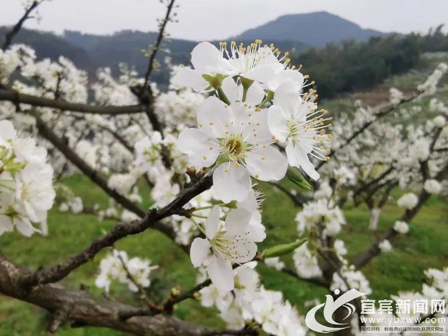 央視點贊宜賓的春花（美圖、視頻）(圖2)