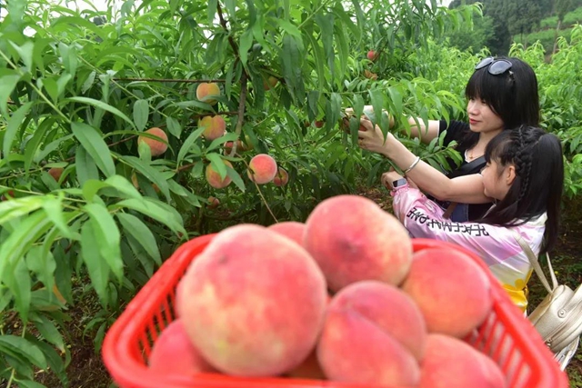 2小時賣出6000斤！內(nèi)江這個小山村來了一群“美女主播”(圖8)