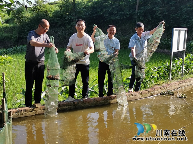 瀘縣：駐村工作5年，林樹倫成為最美石橋人(圖5)